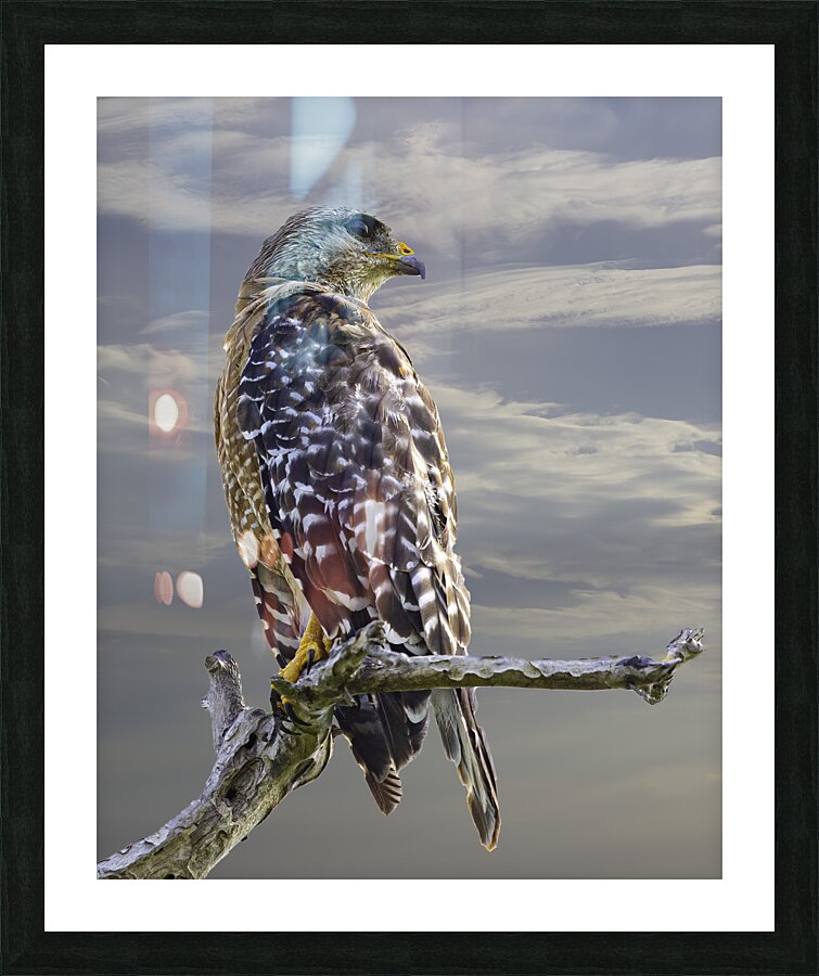 BIR 00247 Picture Frame print