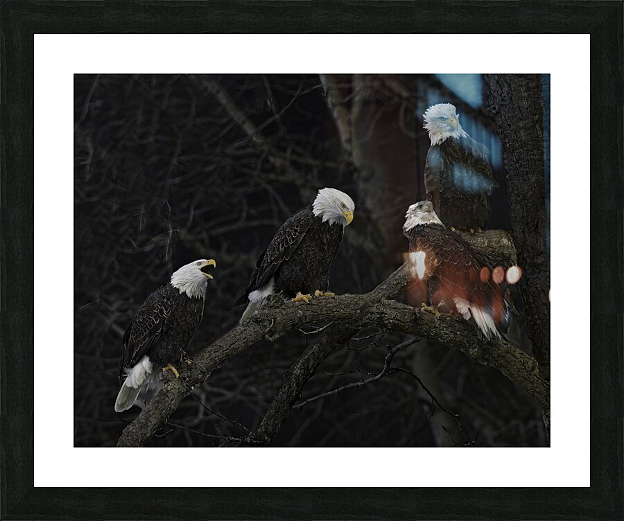 BIR 00279 Picture Frame print