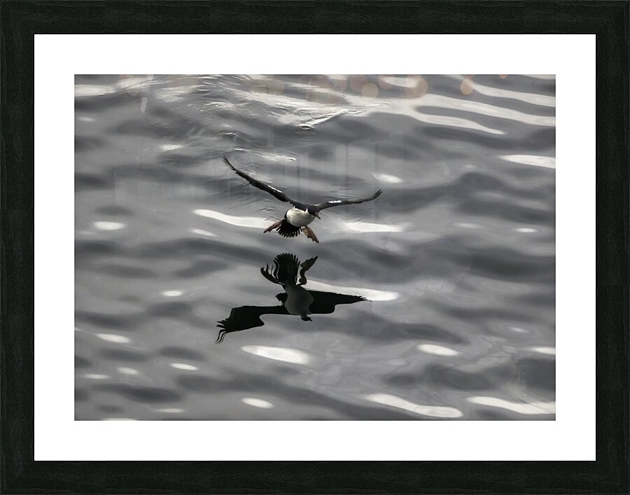 BIR 00241 Picture Frame print