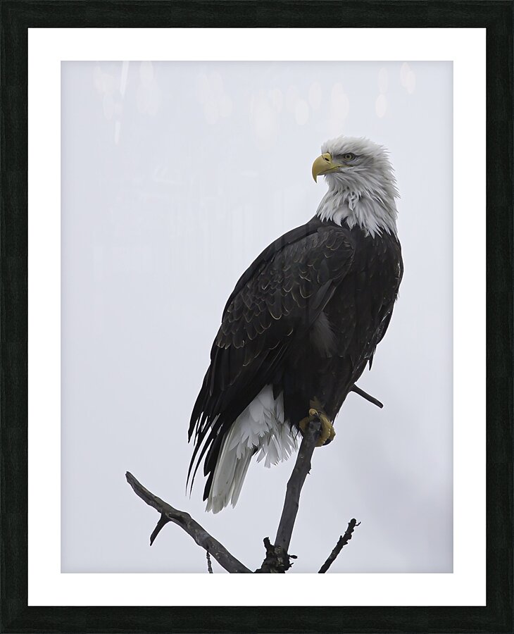 BIR 00268 Picture Frame print
