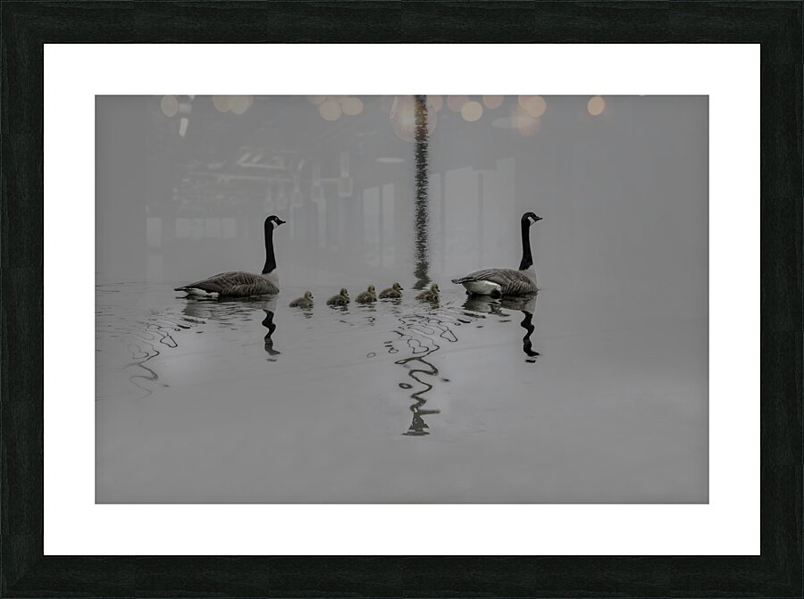 BIR 00308 Picture Frame print