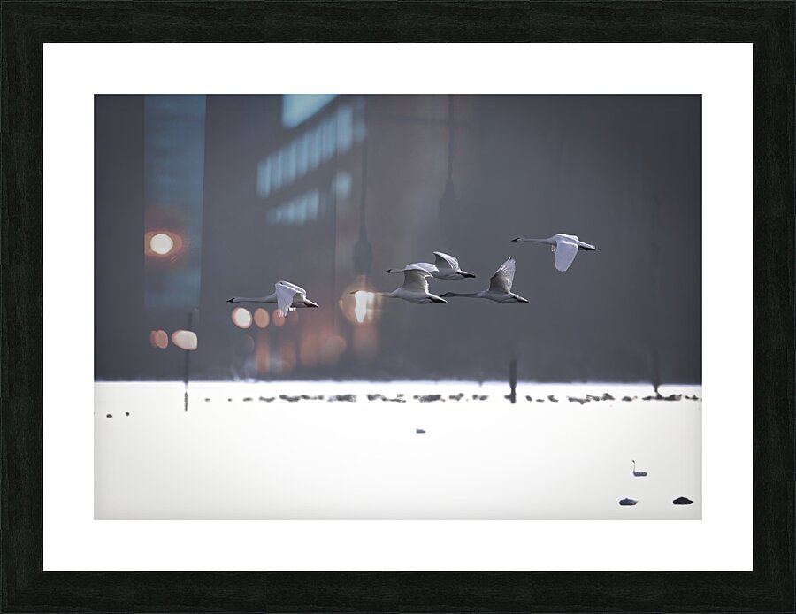 BIR 00297 Picture Frame print