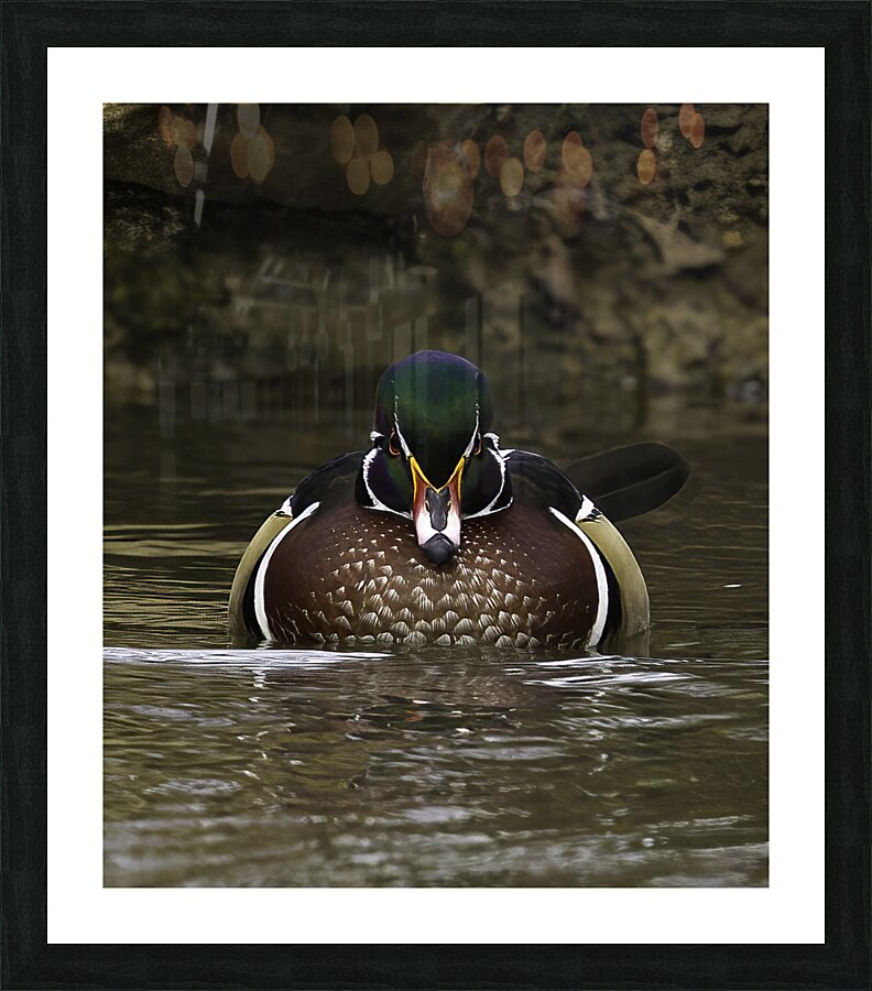 BIR 00285 Picture Frame print