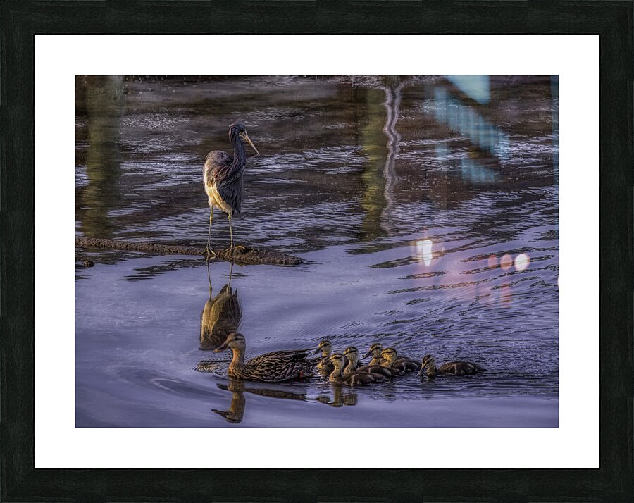 BIR 00284 Picture Frame print