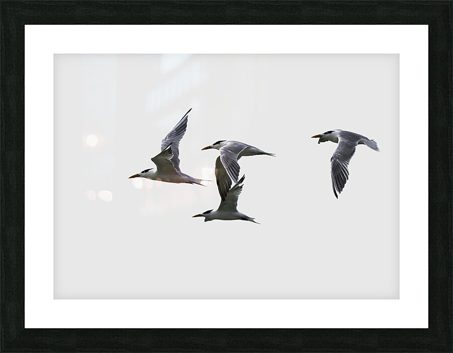 BIR 00283 Picture Frame print