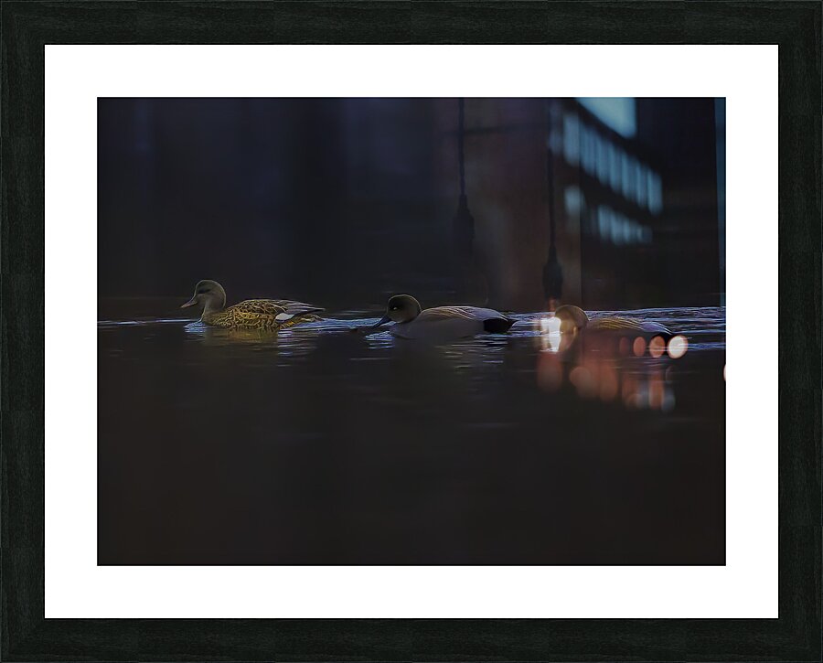 BIR 00295 Picture Frame print