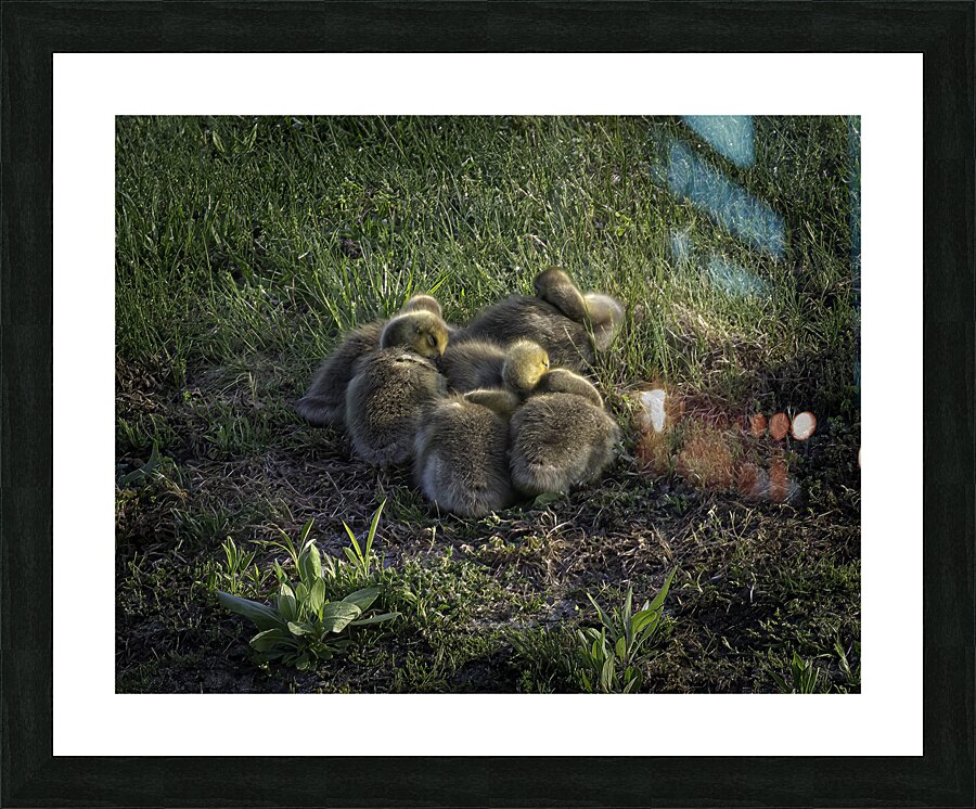 BIR 00307 Picture Frame print