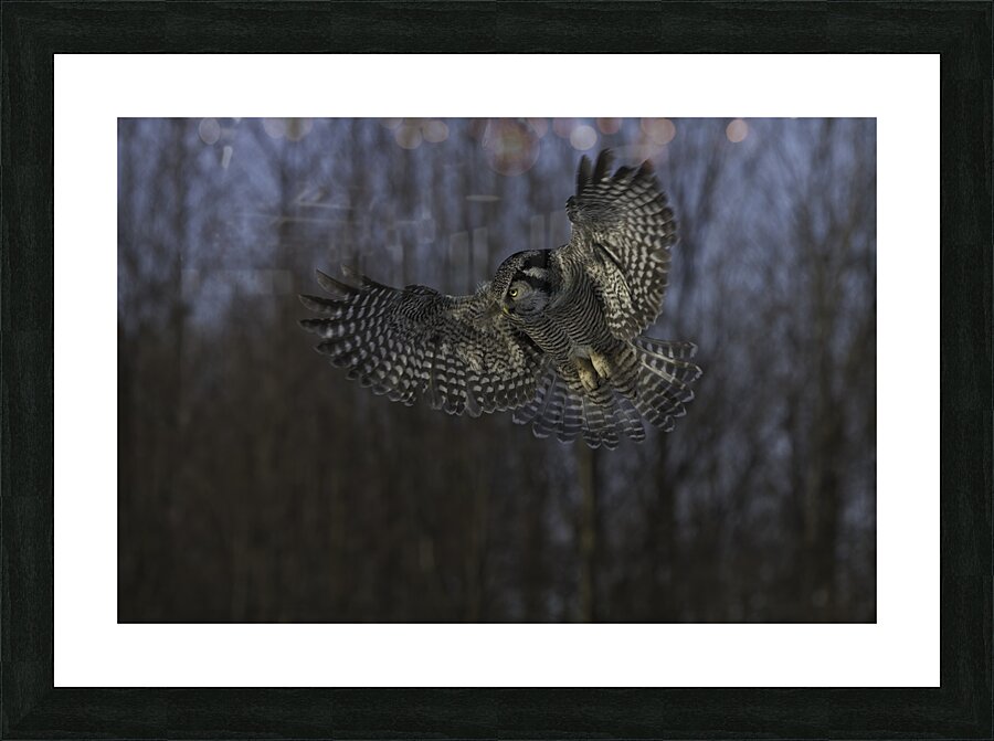 BIR 00296 Picture Frame print