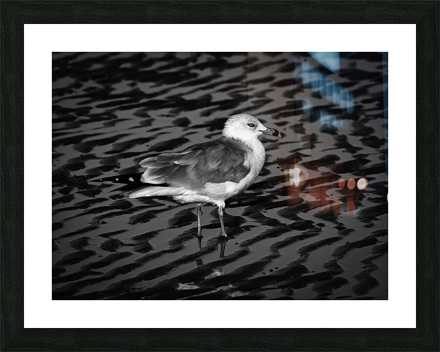 BIR 00292 Picture Frame print