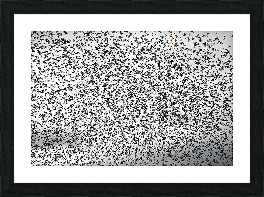 BIR 00302 Picture Frame print
