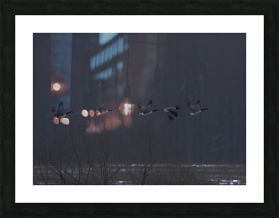 BIR 00298 Picture Frame print