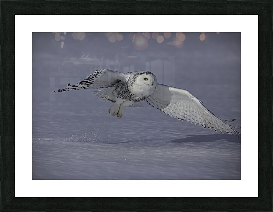 BIR 00299 Picture Frame print