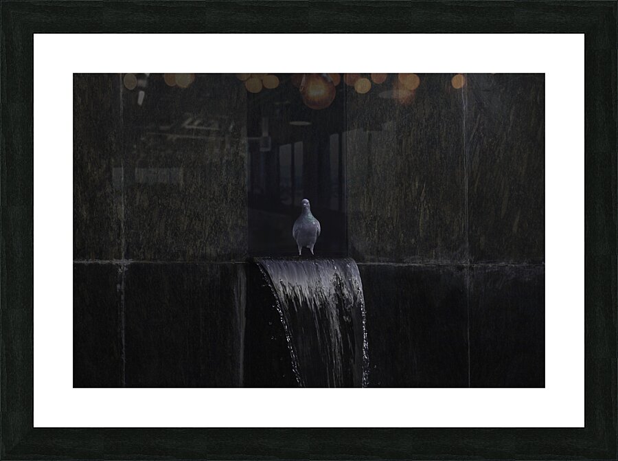BIR 00294 Picture Frame print