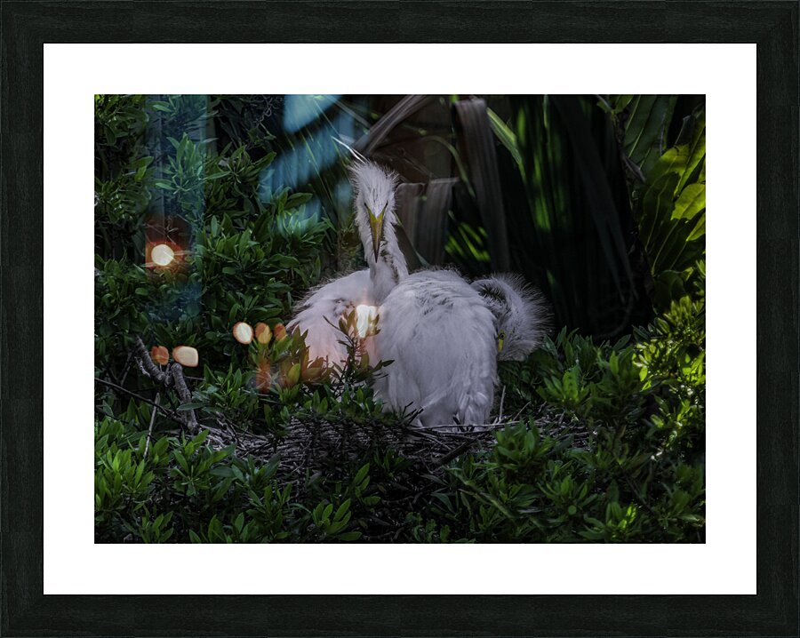 BIR 00328 Picture Frame print