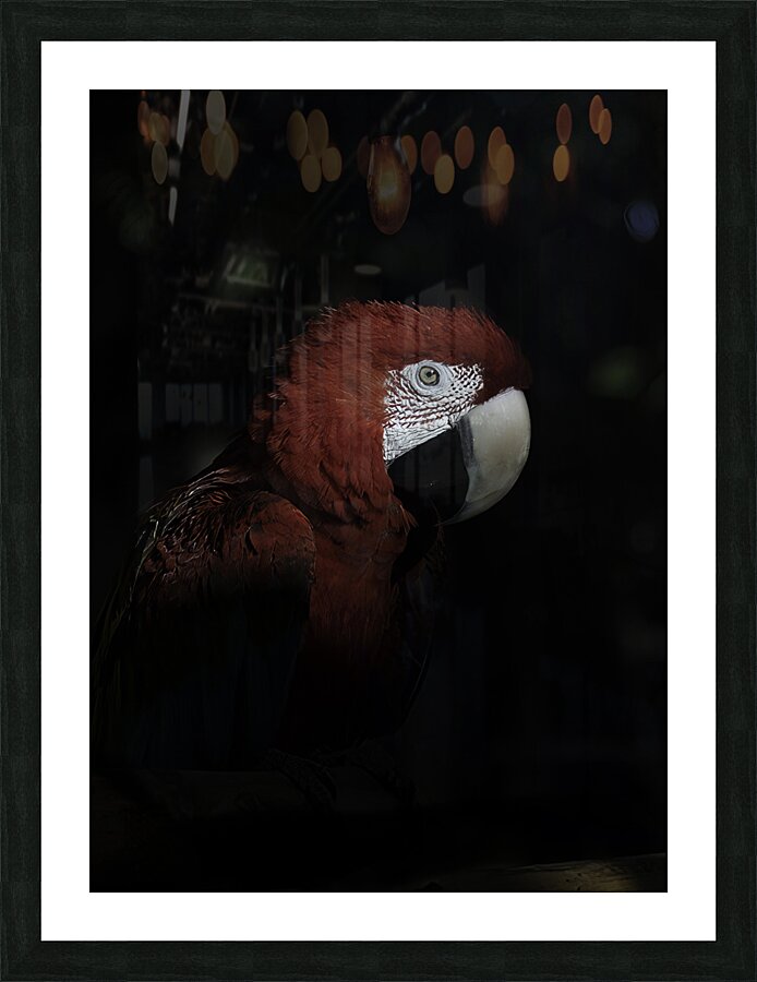 BIR 00326 Picture Frame print