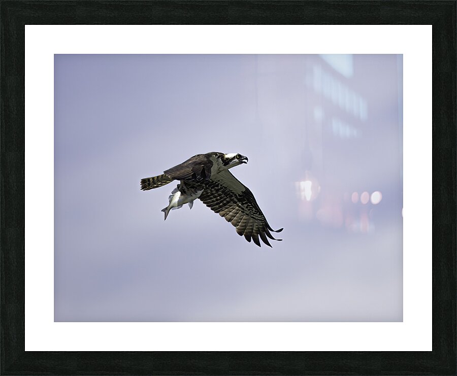 BIR 00312 Picture Frame print