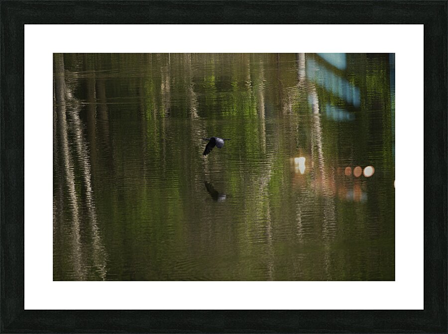 BIR 00323 Picture Frame print
