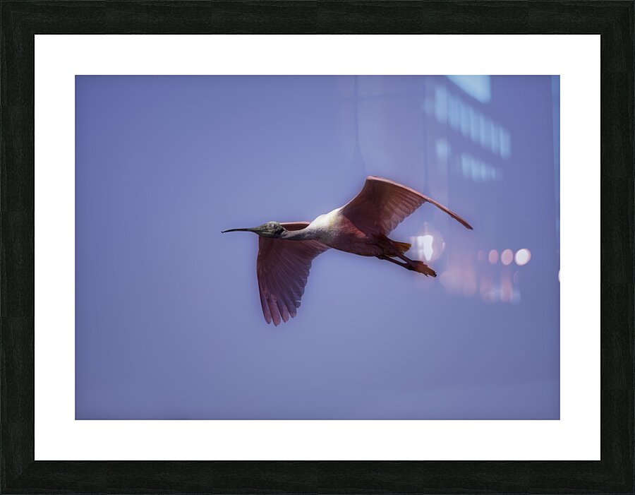 BIR 00327 Picture Frame print