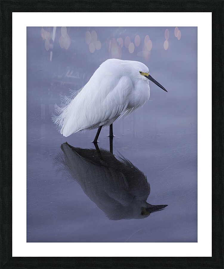 BIR 00315 Picture Frame print