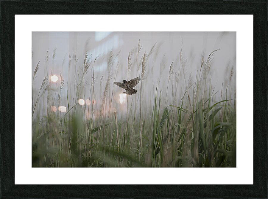 BIR 00311 Picture Frame print
