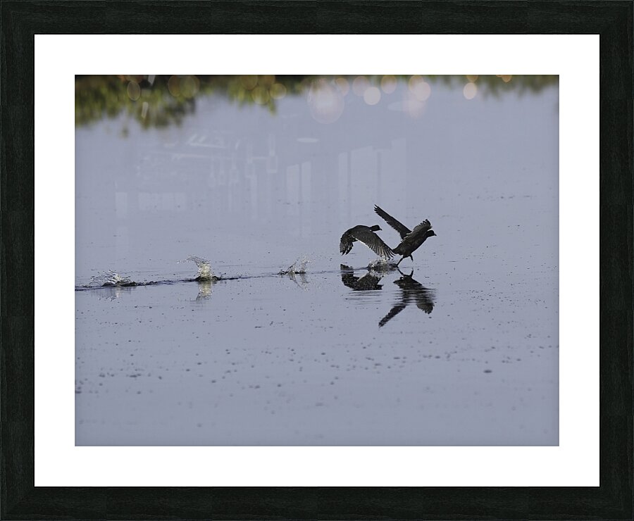 BIR 00319 Picture Frame print