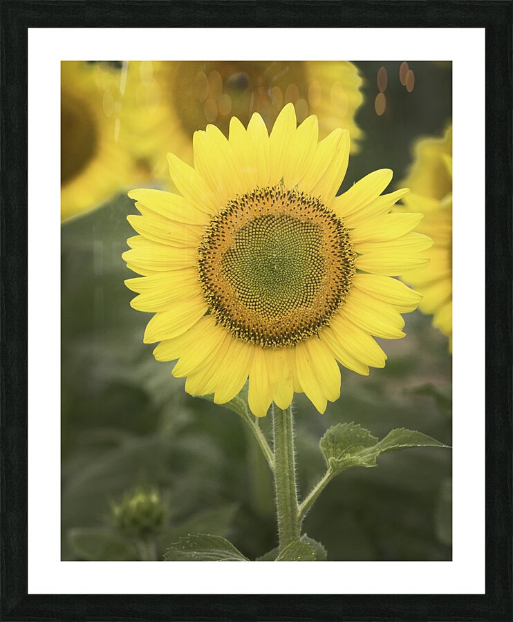 FLO 00446 Picture Frame print