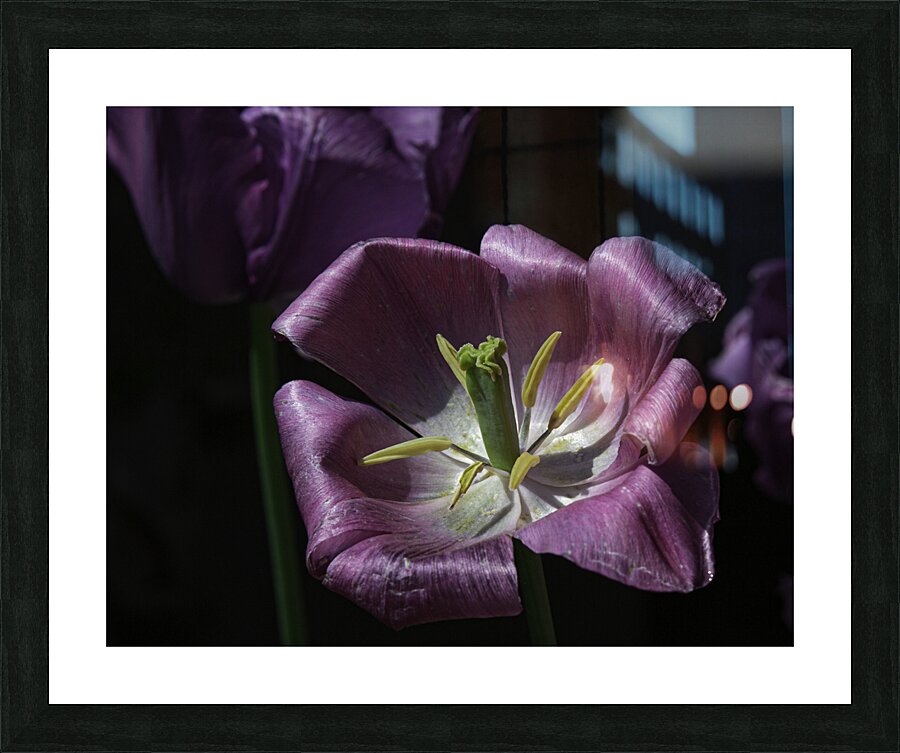 FLO 00436 Picture Frame print
