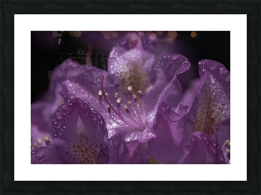 FLO 00437 Picture Frame print