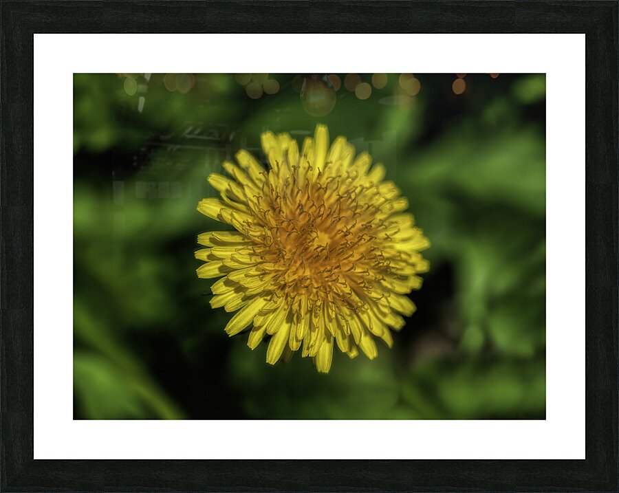 FLO 00456 Picture Frame print