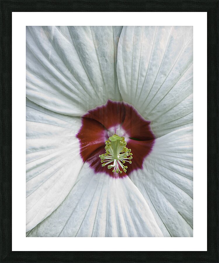 FLO 00420 Picture Frame print