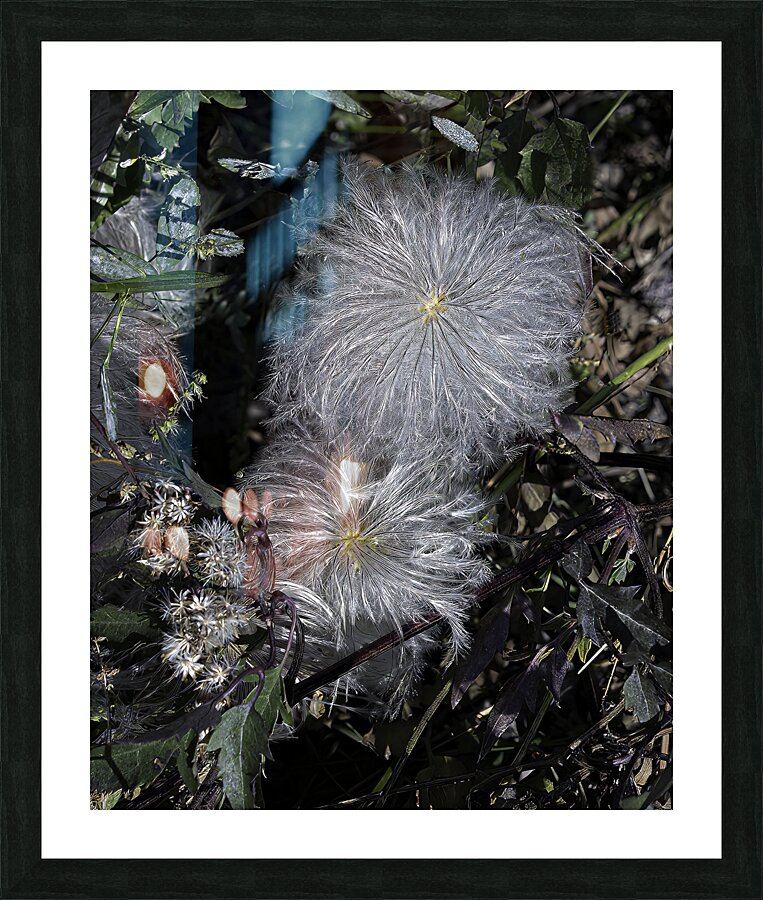 FLO 00459 Picture Frame print