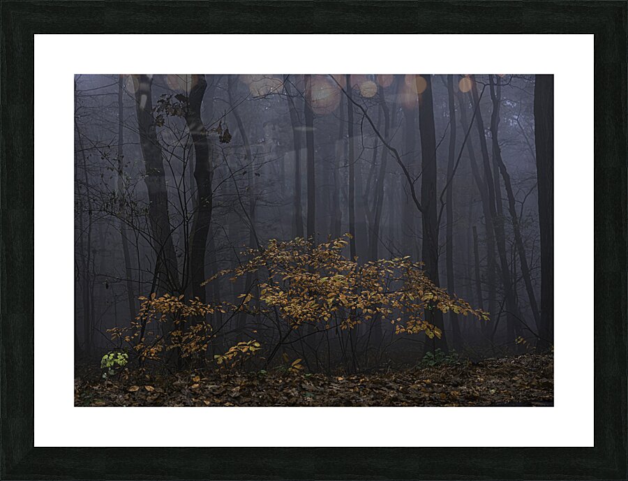 FLO 00449 Picture Frame print