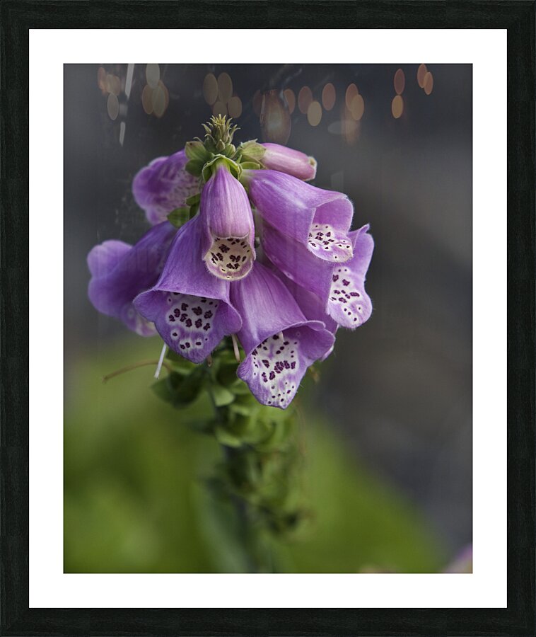 FLO 00422 Picture Frame print