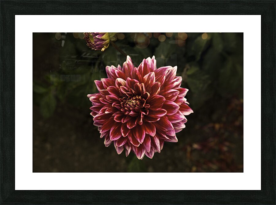 FLO 00426 Picture Frame print