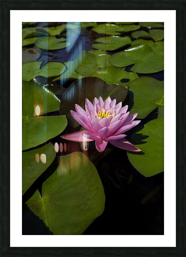 FLO 00421 Picture Frame print