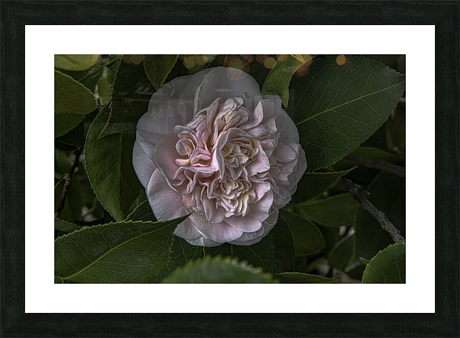 FLO 00460 Picture Frame print