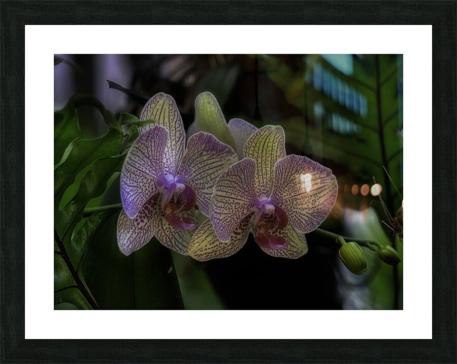 FLO 00451 Picture Frame print