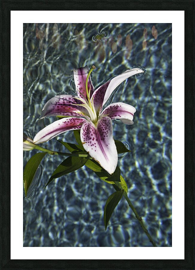 FLO 00428 Picture Frame print