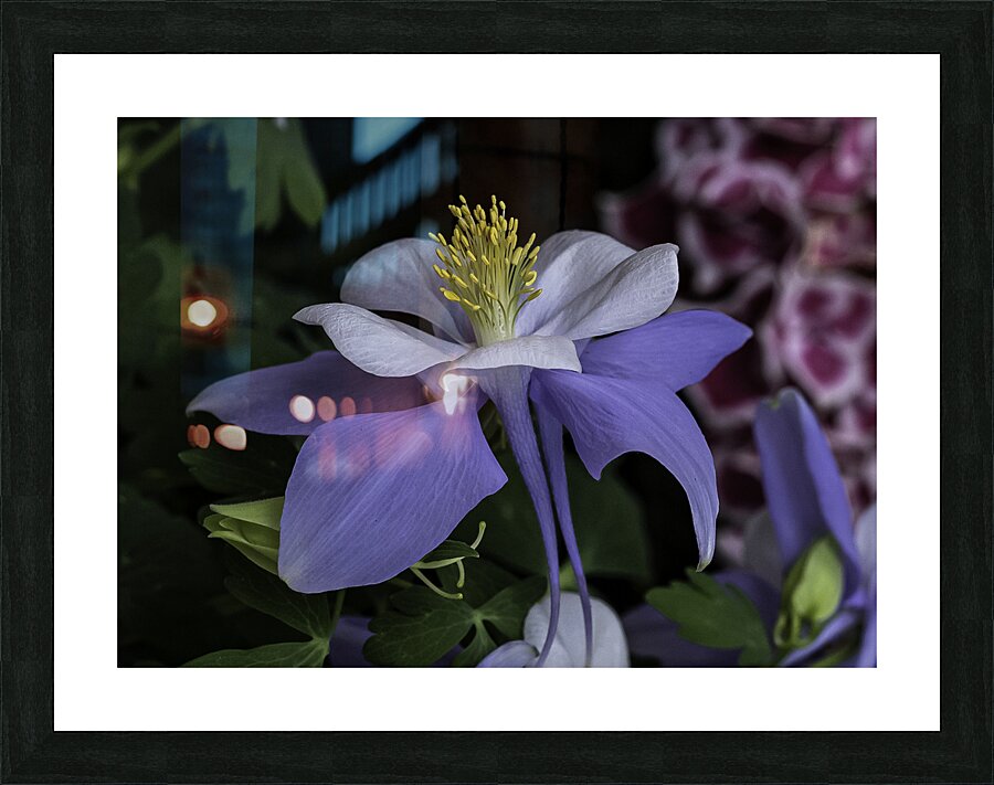 FLO 00445 Picture Frame print