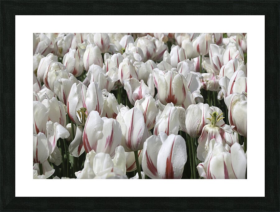FLO 00438 Picture Frame print