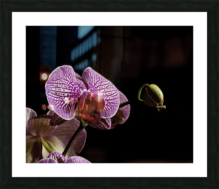FLO 00425 Picture Frame print