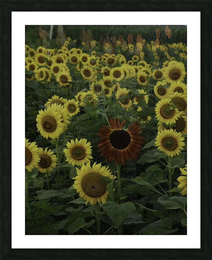FLO 00447 Picture Frame print