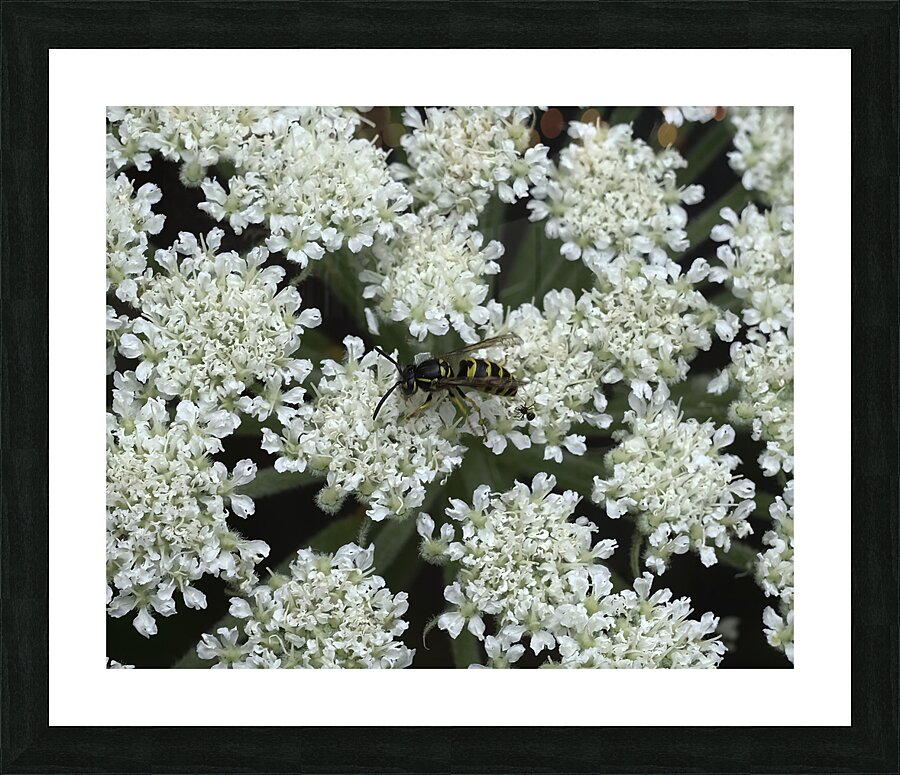 FLO 00484 Picture Frame print