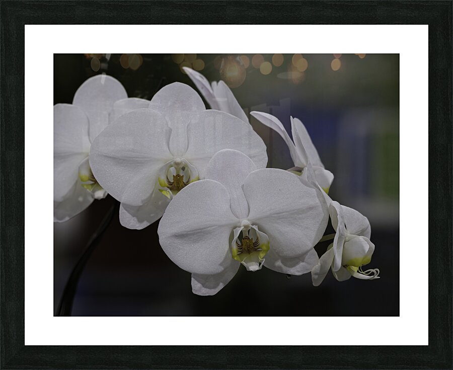 FLO 00498 Picture Frame print