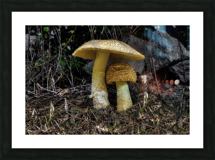 FLO 00472 Picture Frame print