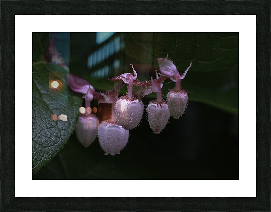 FLO 00481 Picture Frame print