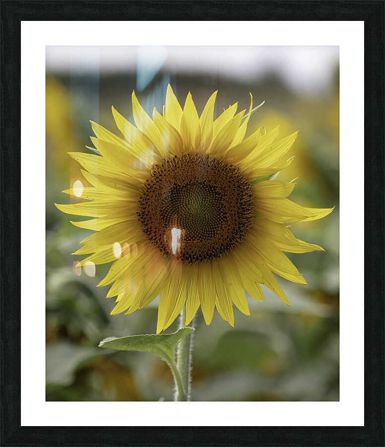 FLO 00488 Picture Frame print