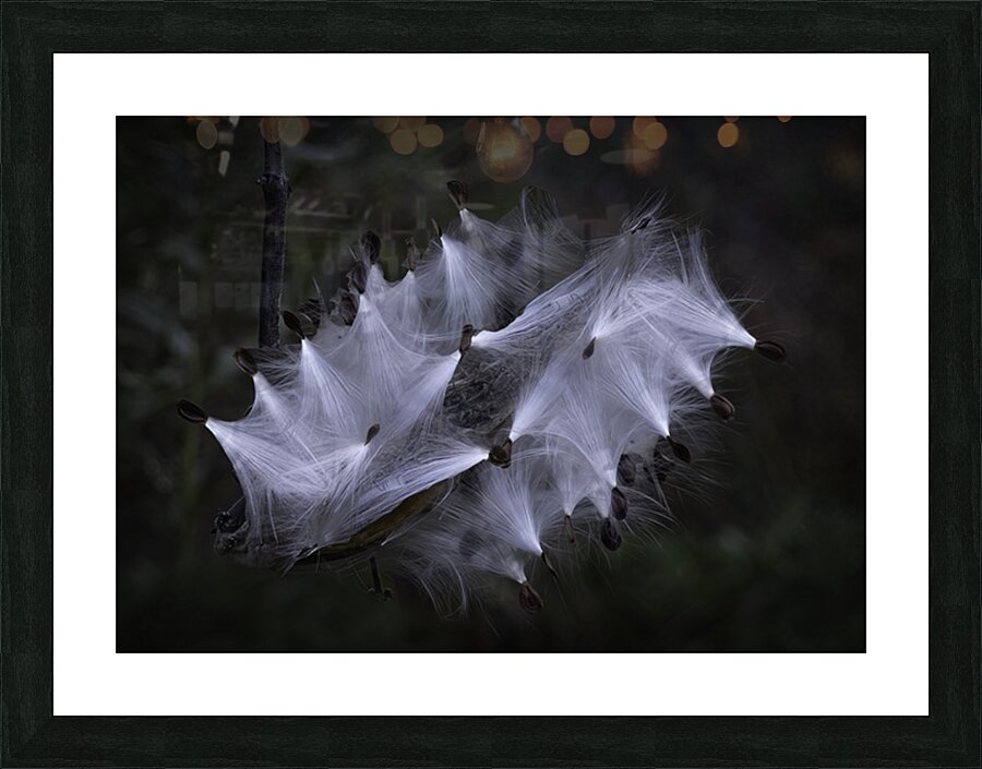 FLO 00463 Picture Frame print