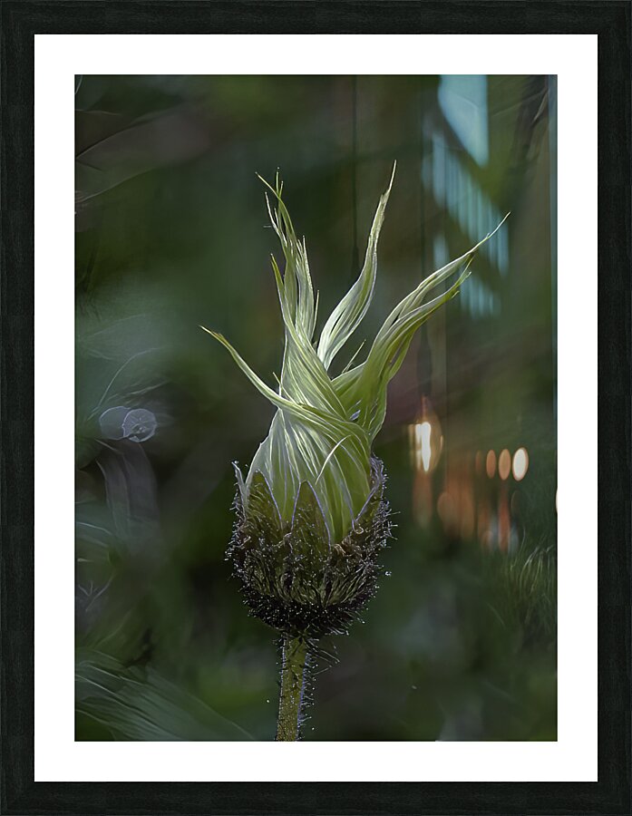 FLO 00476 Picture Frame print