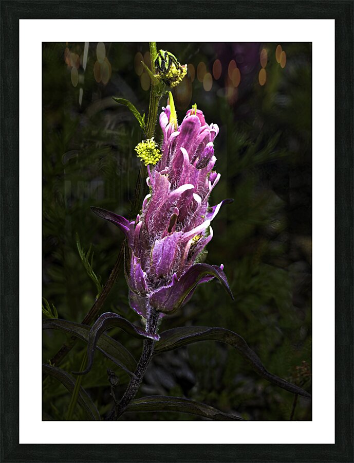 FLO 00475 Picture Frame print